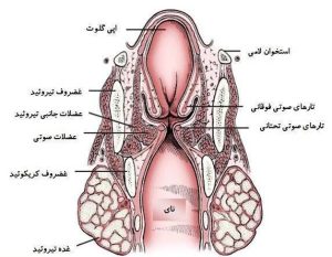 حنجره
