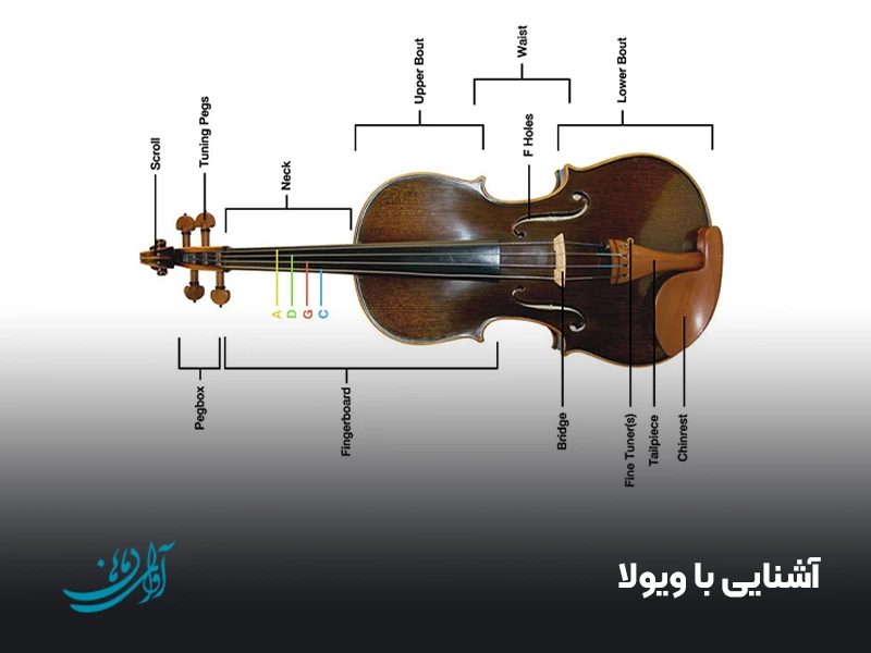 آشنایی با ویولا